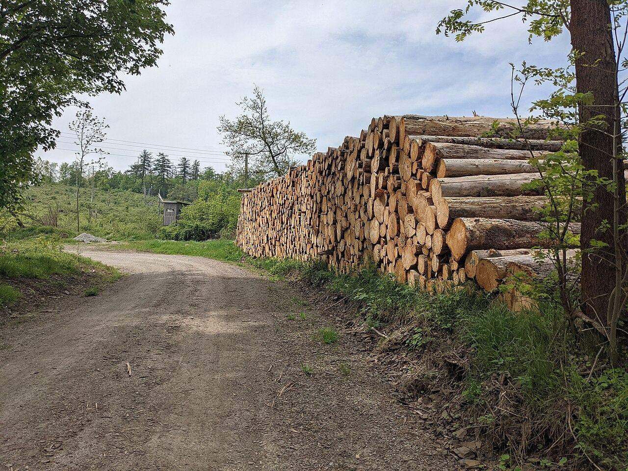 Holzpolter am Waldweg
